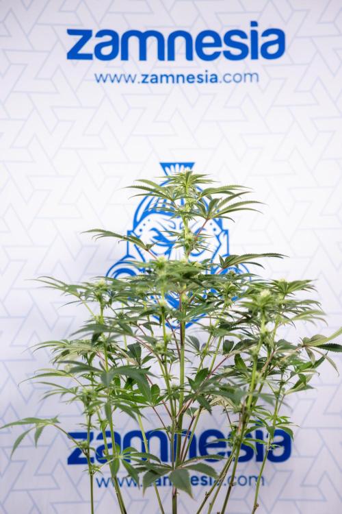 Nectar Drip #5 Clone - Zamnesia x B&B. Week 7 - Nectar Drip #5 - Clone - 2nd Week Bloom