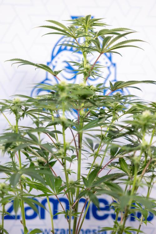 Nectar Drip #5 Clone - Zamnesia x B&B. Week 7 - Nectar Drip #5 - Clone - 2nd Week Bloom