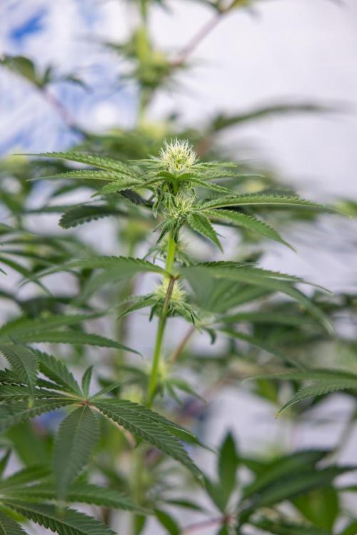 Nectar Drip #5 Clone - Zamnesia x B&B. Week 7 - Nectar Drip #5 - Clone - 2nd Week Bloom