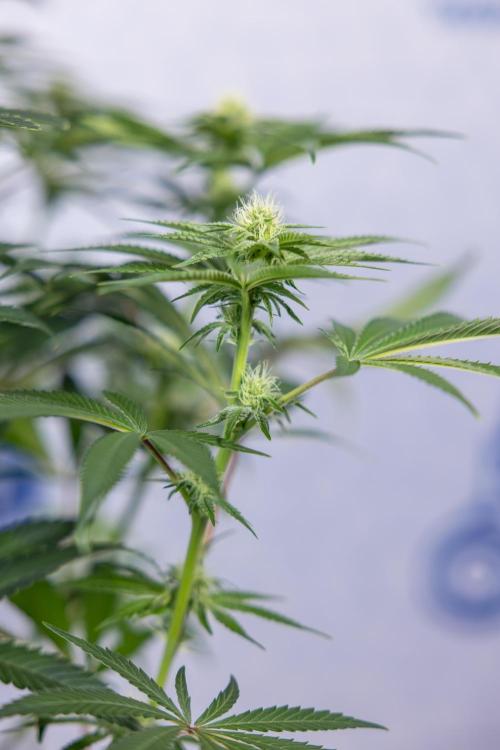 Nectar Drip #5 Clone - Zamnesia x B&B. Week 7 - Nectar Drip #5 - Clone - 2nd Week Bloom