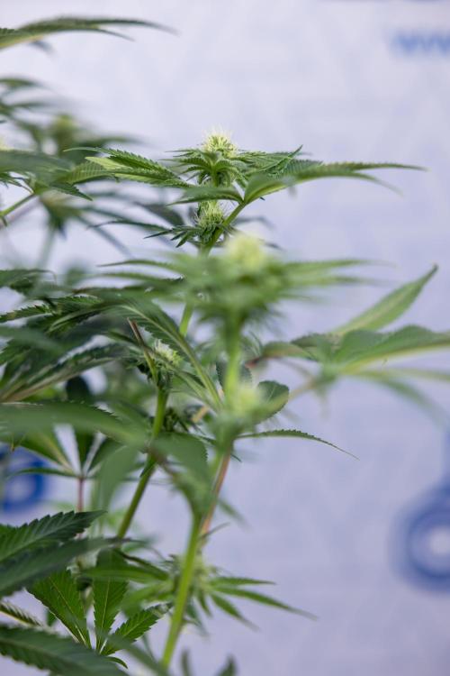 Nectar Drip #5 Clone - Zamnesia x B&B. Week 7 - Nectar Drip #5 - Clone - 2nd Week Bloom