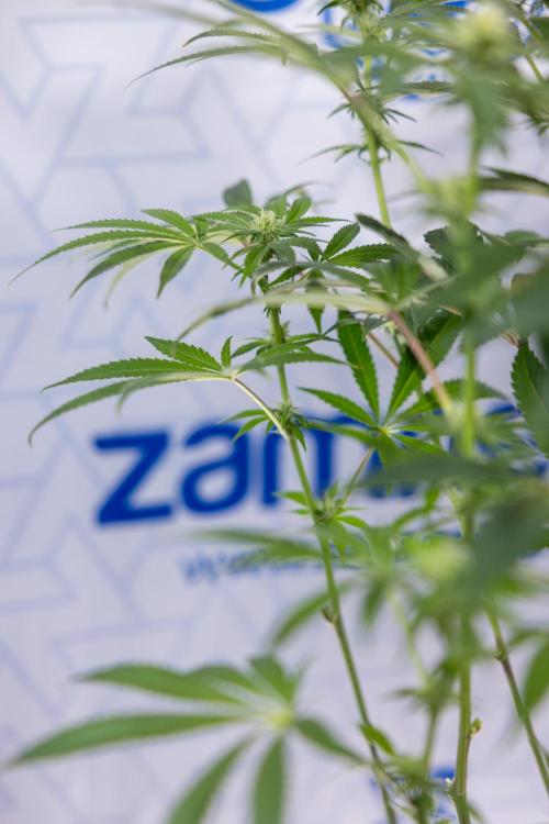 Nectar Drip #5 Clone - Zamnesia x B&B. Week 7 - Nectar Drip #5 - Clone - 2nd Week Bloom