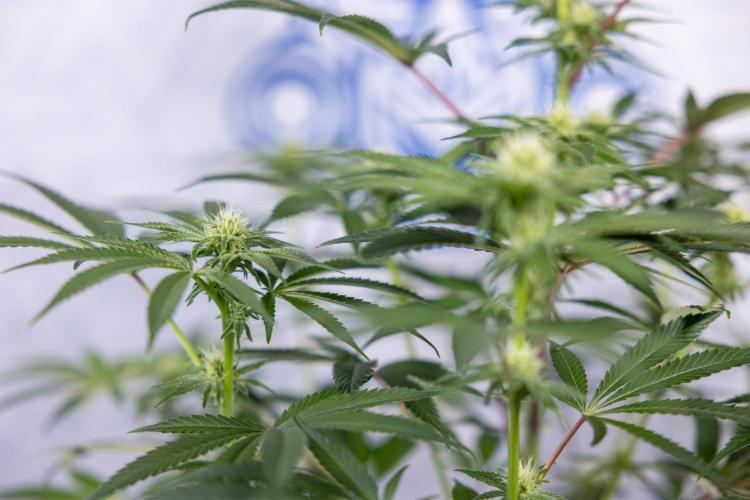 Nectar Drip #5 Clone - Zamnesia x B&B. Week 7 - Nectar Drip #5 - Clone - 2nd Week Bloom