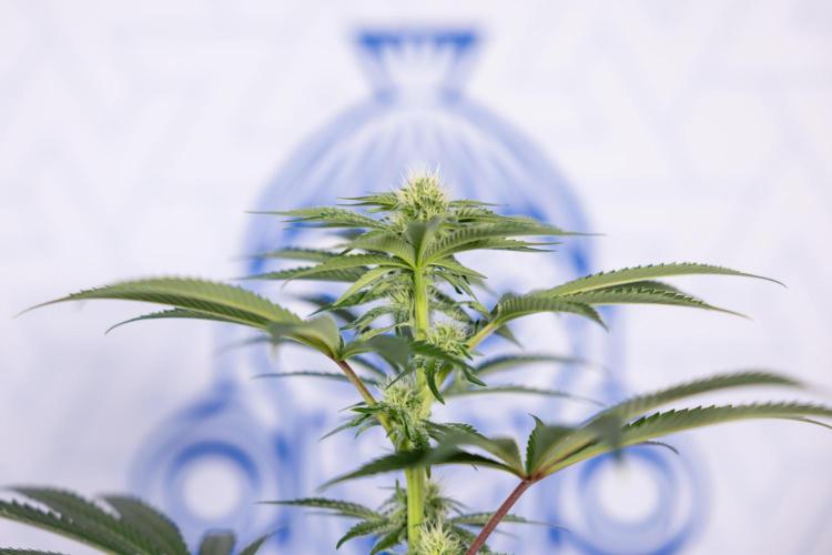 Nectar Drip #5 Clone - Zamnesia x B&B. Week 7 - Nectar Drip #5 - Clone - 2nd Week Bloom