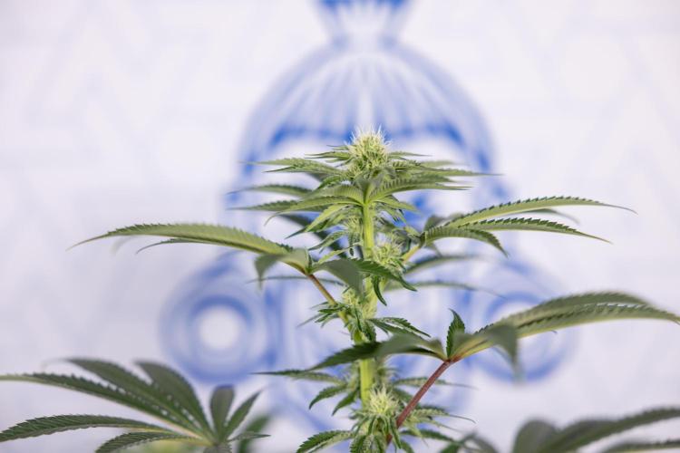 Nectar Drip #5 Clone - Zamnesia x B&B. Week 7 - Nectar Drip #5 - Clone - 2nd Week Bloom