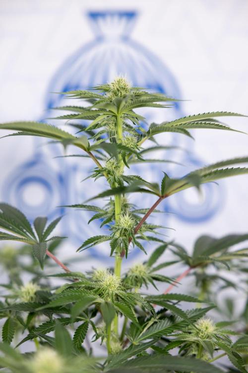 Nectar Drip #5 Clone - Zamnesia x B&B. Week 7 - Nectar Drip #5 - Clone - 2nd Week Bloom