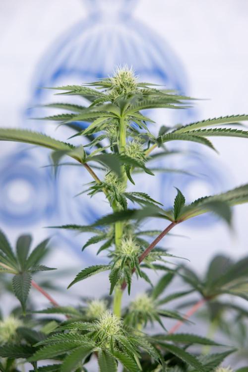 Nectar Drip #5 Clone - Zamnesia x B&B. Week 7 - Nectar Drip #5 - Clone - 2nd Week Bloom