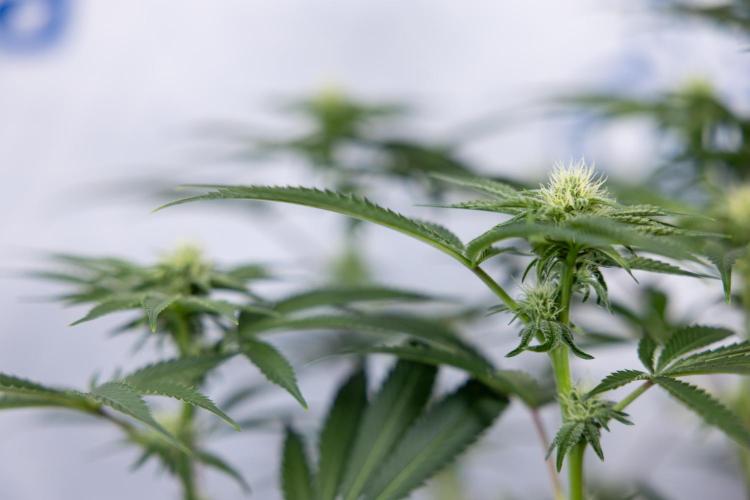 Nectar Drip #5 Clone - Zamnesia x B&B. Week 7 - Nectar Drip #5 - Clone - 2nd Week Bloom