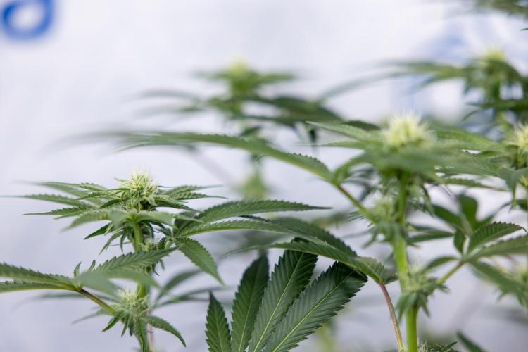 Nectar Drip #5 Clone - Zamnesia x B&B. Week 7 - Nectar Drip #5 - Clone - 2nd Week Bloom