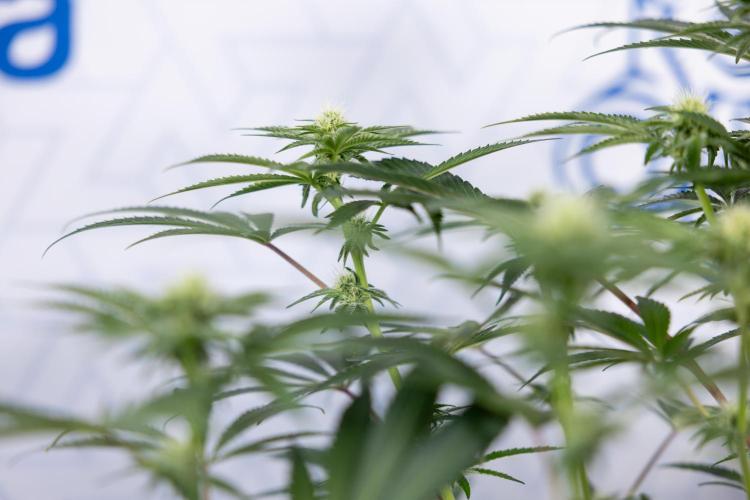 Nectar Drip #5 Clone - Zamnesia x B&B. Week 7 - Nectar Drip #5 - Clone - 2nd Week Bloom