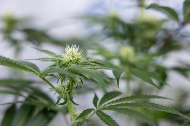 Nectar Drip #5 Clone - Zamnesia x B&B. Week 7 - Nectar Drip #5 - Clone - 2nd Week Bloom