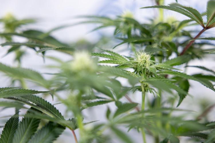 Nectar Drip #5 Clone - Zamnesia x B&B. Week 7 - Nectar Drip #5 - Clone - 2nd Week Bloom