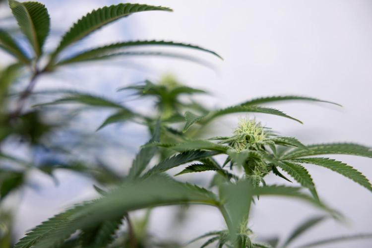 Nectar Drip #5 Clone - Zamnesia x B&B. Week 7 - Nectar Drip #5 - Clone - 2nd Week Bloom