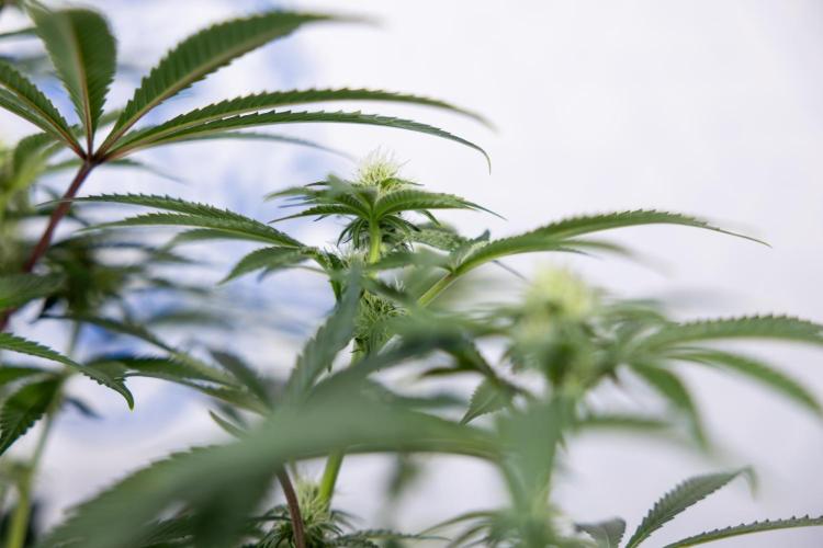 Nectar Drip #5 Clone - Zamnesia x B&B. Week 7 - Nectar Drip #5 - Clone - 2nd Week Bloom