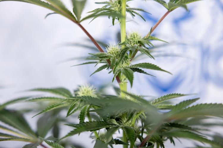 Nectar Drip #5 Clone - Zamnesia x B&B. Week 7 - Nectar Drip #5 - Clone - 2nd Week Bloom