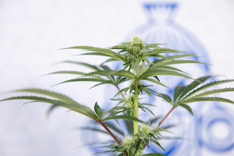 Nectar Drip #5 Clone - Zamnesia x B&B. Week 7 - Nectar Drip #5 - Clone - 2nd Week Bloom