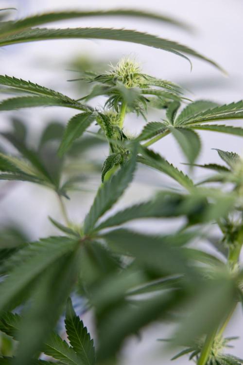 Nectar Drip #5 Clone - Zamnesia x B&B. Week 7 - Nectar Drip #5 - Clone - 2nd Week Bloom