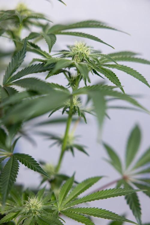 Nectar Drip #5 Clone - Zamnesia x B&B. Week 7 - Nectar Drip #5 - Clone - 2nd Week Bloom