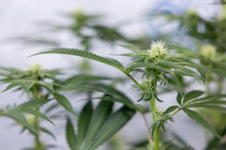 Nectar Drip #5 Clone - Zamnesia x B&B. Week 7 - Nectar Drip #5 - Clone - 2nd Week Bloom