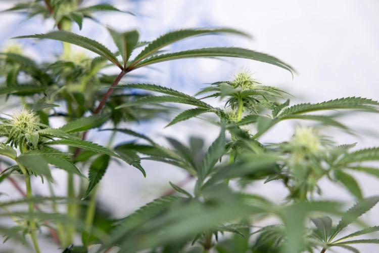 Nectar Drip #5 Clone - Zamnesia x B&B. Week 7 - Nectar Drip #5 - Clone - 2nd Week Bloom