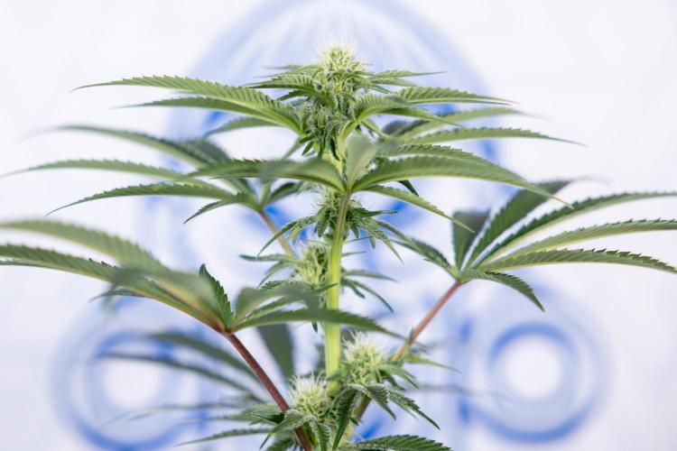 Nectar Drip #5 Clone - Zamnesia x B&B. Week 7 - Nectar Drip #5 - Clone - 2nd Week Bloom