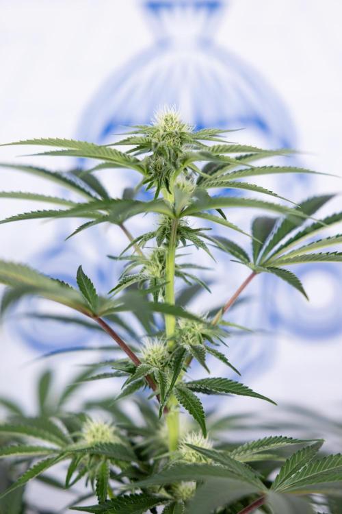 Nectar Drip #5 Clone - Zamnesia x B&B. Week 7 - Nectar Drip #5 - Clone - 2nd Week Bloom