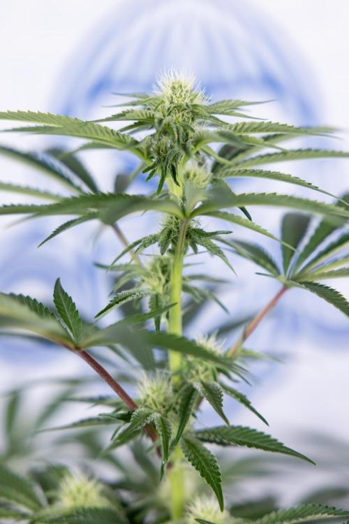 Nectar Drip #5 Clone - Zamnesia x B&B. Week 7 - Nectar Drip #5 - Clone - 2nd Week Bloom