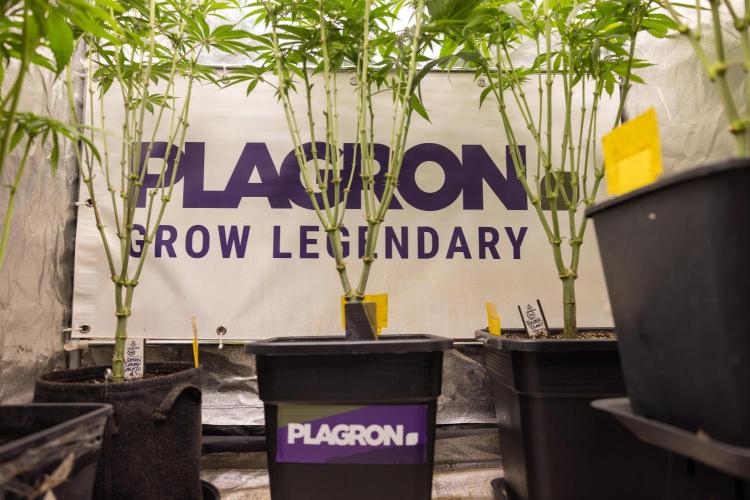 Nectar Drip #5 Clone - Zamnesia x B&B. Week 7 - Ladies in the Box #growlegendary