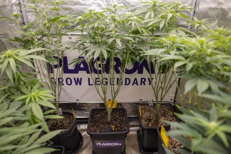 Nectar Drip #5 Clone - Zamnesia x B&B. Week 7 - Ladies in the Box #growlegendary