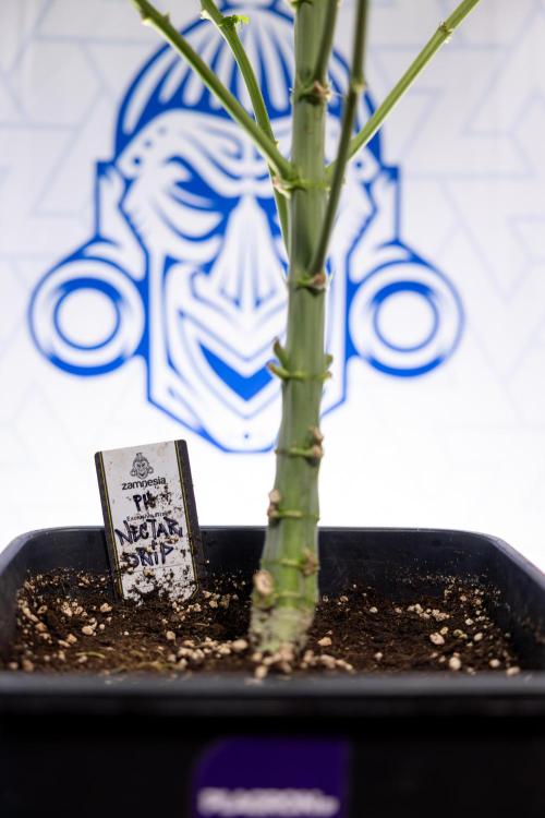 Nectar Drip #4 - Zamnesia x Tical x B&B. Week 9 - Nectar Drip #4 - No Techniques - 2nd Week Bloom