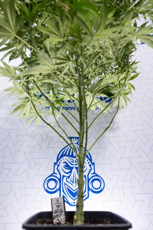 Nectar Drip #4 - Zamnesia x Tical x B&B. Week 9 - Nectar Drip #4 - No Techniques - 2nd Week Bloom