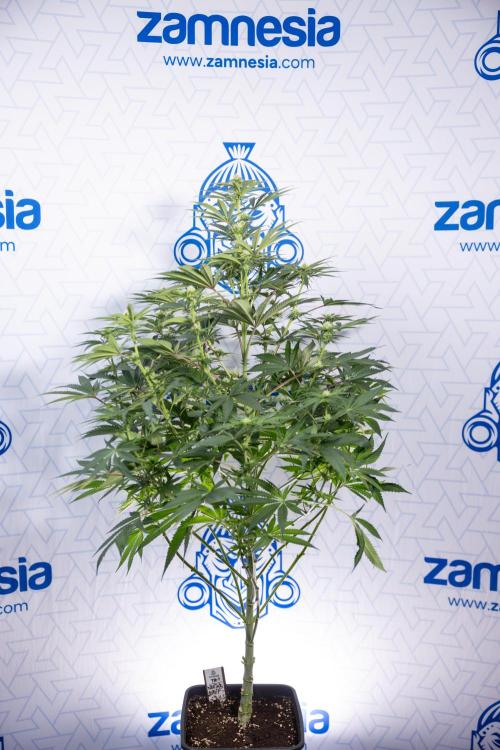 Nectar Drip #4 - Zamnesia x Tical x B&B. Week 9 - Nectar Drip #4 - No Techniques - 2nd Week Bloom