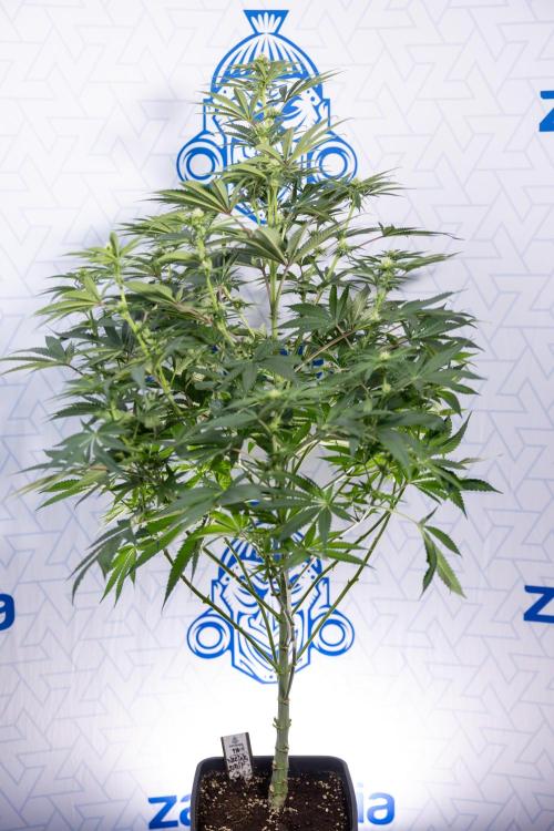 Nectar Drip #4 - Zamnesia x Tical x B&B. Week 9 - Nectar Drip #4 - No Techniques - 2nd Week Bloom