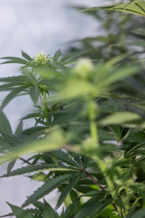 Nectar Drip #4 - Zamnesia x Tical x B&B. Week 9 - Nectar Drip #4 - No Techniques - 2nd Week Bloom