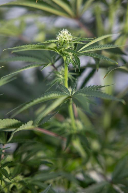 Nectar Drip #4 - Zamnesia x Tical x B&B. Week 9 - Nectar Drip #4 - No Techniques - 2nd Week Bloom