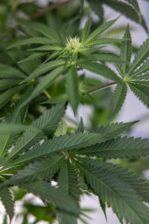 Nectar Drip #4 - Zamnesia x Tical x B&B. Week 9 - Nectar Drip #4 - No Techniques - 2nd Week Bloom