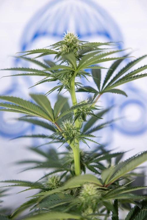 Nectar Drip #4 - Zamnesia x Tical x B&B. Week 9 - Nectar Drip #4 - No Techniques - 2nd Week Bloom