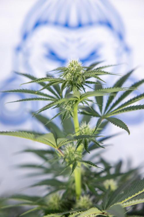 Nectar Drip #4 - Zamnesia x Tical x B&B. Week 9 - Nectar Drip #4 - No Techniques - 2nd Week Bloom