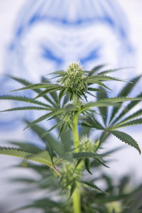 Nectar Drip #4 - Zamnesia x Tical x B&B. Week 9 - Nectar Drip #4 - No Techniques - 2nd Week Bloom