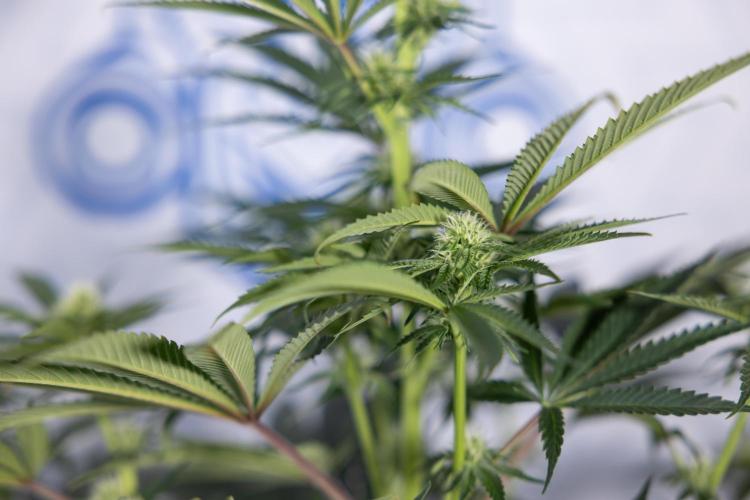 Nectar Drip #4 - Zamnesia x Tical x B&B. Week 9 - Nectar Drip #4 - No Techniques - 2nd Week Bloom