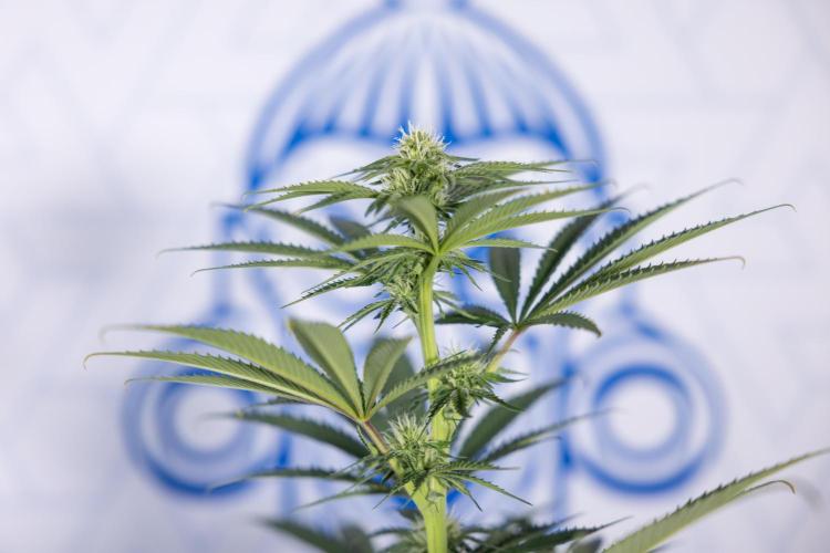 Nectar Drip #4 - Zamnesia x Tical x B&B. Week 9 - Nectar Drip #4 - No Techniques - 2nd Week Bloom