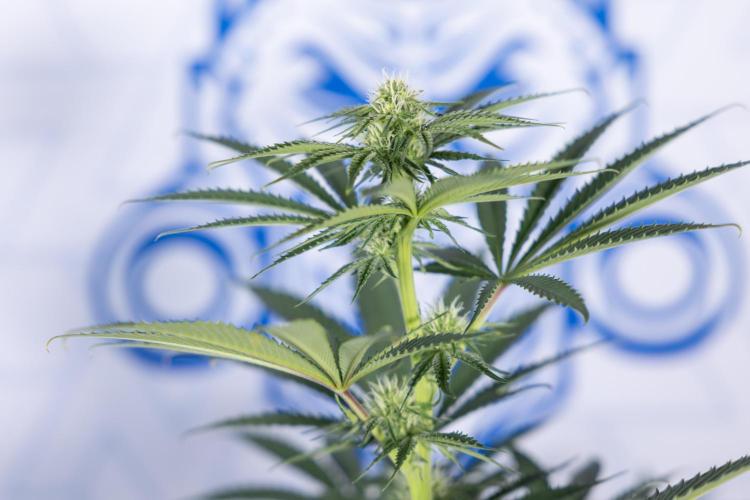 Nectar Drip #4 - Zamnesia x Tical x B&B. Week 9 - Nectar Drip #4 - No Techniques - 2nd Week Bloom