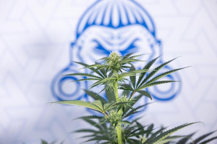 Nectar Drip #4 - Zamnesia x Tical x B&B. Week 9 - Nectar Drip #4 - No Techniques - 2nd Week Bloom