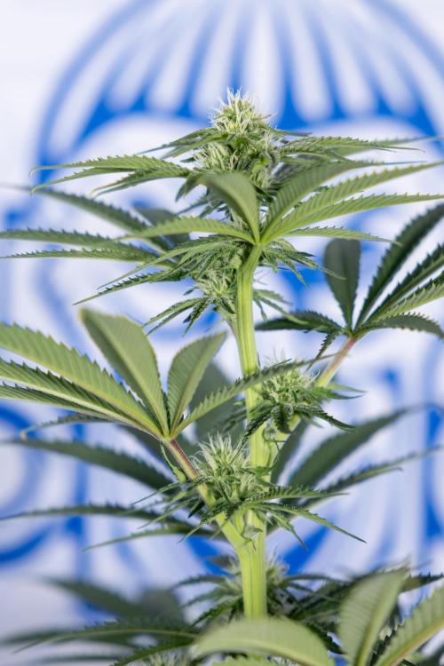 Nectar Drip #4 - Zamnesia x Tical x B&B. Week 9 - Nectar Drip #4 - No Techniques - 2nd Week Bloom