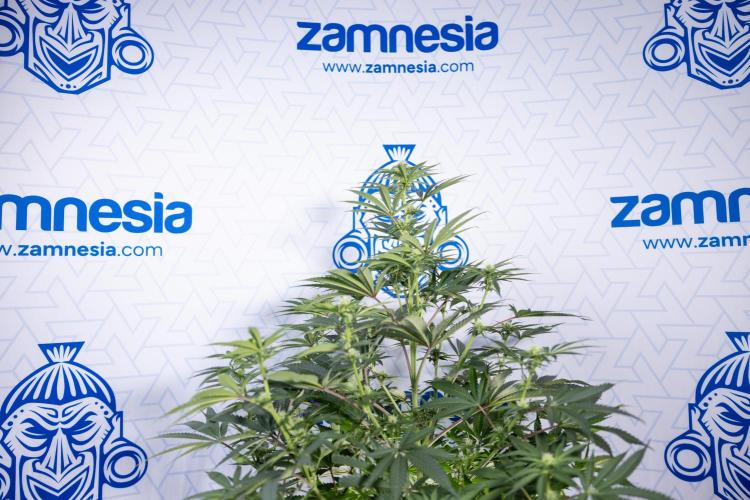 Nectar Drip #4 - Zamnesia x Tical x B&B. Week 9 - Nectar Drip #4 - No Techniques - 2nd Week Bloom