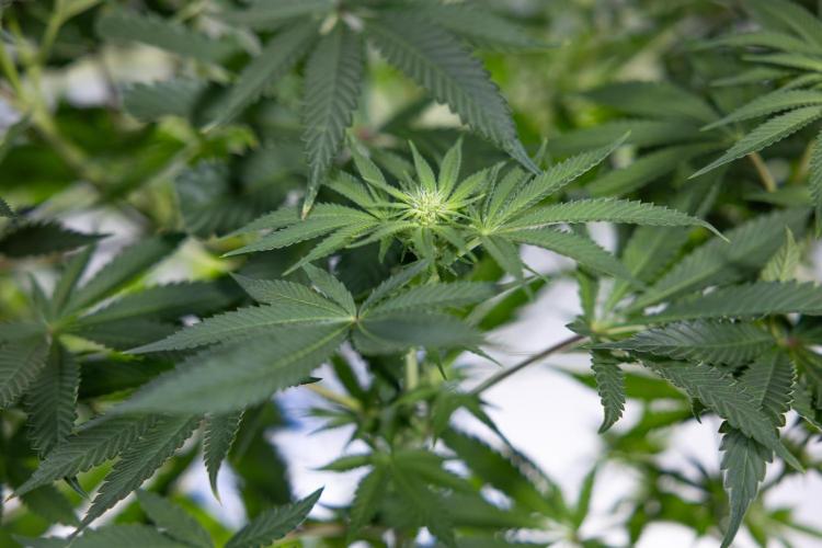 Nectar Drip #4 - Zamnesia x Tical x B&B. Week 9 - Nectar Drip #4 - No Techniques - 2nd Week Bloom