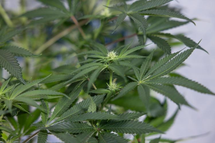 Nectar Drip #4 - Zamnesia x Tical x B&B. Week 9 - Nectar Drip #4 - No Techniques - 2nd Week Bloom