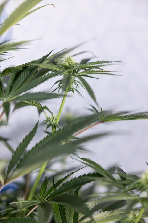 Nectar Drip #4 - Zamnesia x Tical x B&B. Week 9 - Nectar Drip #4 - No Techniques - 2nd Week Bloom