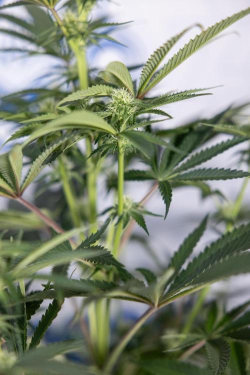 Nectar Drip #4 - Zamnesia x Tical x B&B. Week 9 - Nectar Drip #4 - No Techniques - 2nd Week Bloom