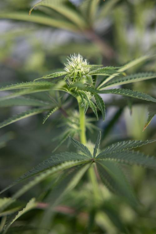 Nectar Drip #4 - Zamnesia x Tical x B&B. Week 9 - Nectar Drip #4 - No Techniques - 2nd Week Bloom